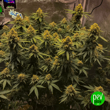 Cake Mix Spain Bulk Seeds
